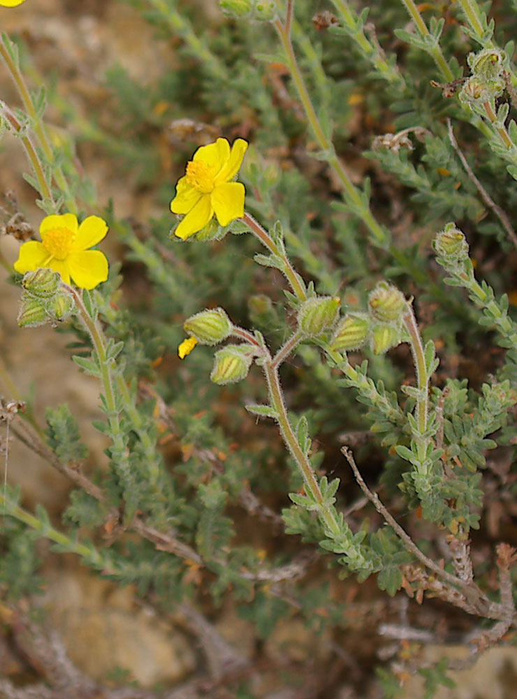 Fumana ericifolia e thymifolia